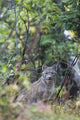 View Of A Wild Canada Lynx Sitting Beneath An Alder Tree Wall Mural