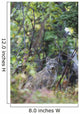 View Of A Wild Canada Lynx Sitting Beneath An Alder Tree Wall Mural