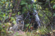 View Of A Wild Canada Lynx Sitting Beneath An Alder Tree Wall Mural