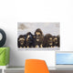 Mature & Young Musk-Ox Bulls With Cows Wall Mural