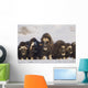 Mature & Young Musk-Ox Bulls With Cows Wall Mural