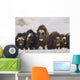 Mature & Young Musk-Ox Bulls With Cows Wall Mural