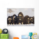 Mature & Young Musk-Ox Bulls With Cows Wall Mural