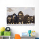 Mature & Young Musk-Ox Bulls With Cows Wall Mural