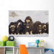 Mature & Young Musk-Ox Bulls With Cows Wall Mural