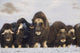 Mature & Young Musk-Ox Bulls With Cows Wall Mural