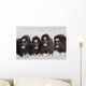 Musk-Ox Cows Wall Mural