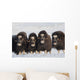 Musk-Ox Cows Wall Mural
