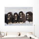 Musk-Ox Cows Wall Mural