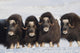 Musk-Ox Cows Wall Mural