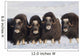Musk-Ox Cows Wall Mural