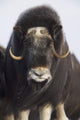 Female Musk-Ox On The Seward Peninsula Near Nome Wall Mural
