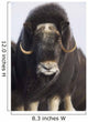 Female Musk-Ox On The Seward Peninsula Near Nome Wall Mural