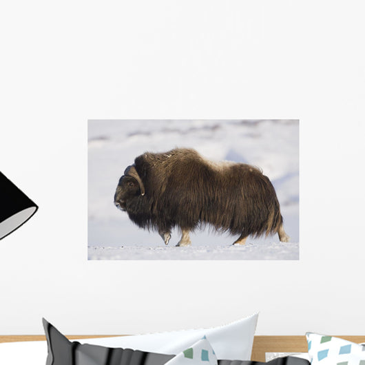 Large Bull Musk-Ox Walking On The Snowy & Frozen Tundra Wall Mural