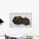 Large Bull Musk-Ox Walking On The Snowy & Frozen Tundra Wall Mural