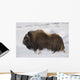 Large Bull Musk-Ox Walking On The Snowy & Frozen Tundra Wall Mural