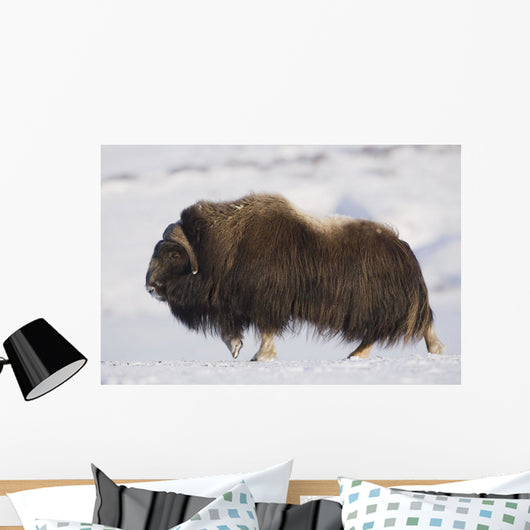 Large Bull Musk-Ox Walking On The Snowy & Frozen Tundra Wall Mural