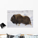 Large Bull Musk-Ox Walking On The Snowy & Frozen Tundra Wall Mural