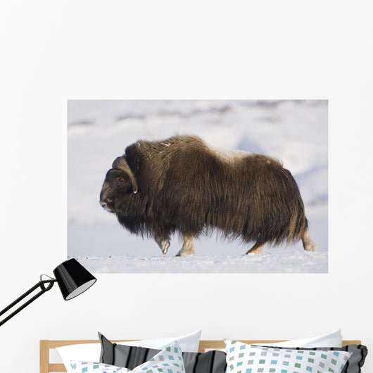 Large Bull Musk-Ox Walking On The Snowy & Frozen Tundra Wall Mural