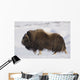 Large Bull Musk-Ox Walking On The Snowy & Frozen Tundra Wall Mural