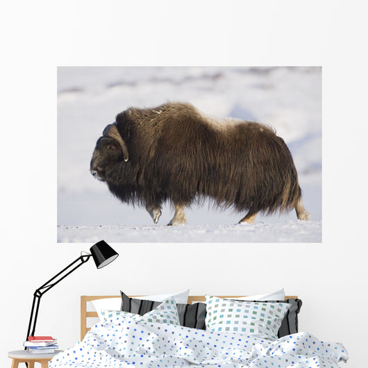 Large Bull Musk-Ox Walking On The Snowy & Frozen Tundra Wall Mural