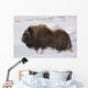 Large Bull Musk-Ox Walking On The Snowy & Frozen Tundra Wall Mural