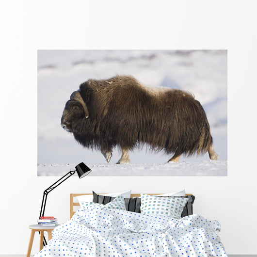 Large Bull Musk-Ox Walking On The Snowy & Frozen Tundra Wall Mural