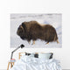 Large Bull Musk-Ox Walking On The Snowy & Frozen Tundra Wall Mural