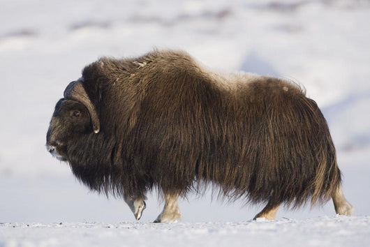 Large Bull Musk-Ox Walking On The Snowy & Frozen Tundra Wall Mural