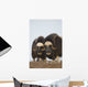 Muskox Bulls On Windswept Ridge During Winter On The Seward Peninsula Wall Mural