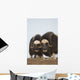 Muskox Bulls On Windswept Ridge During Winter On The Seward Peninsula Wall Mural