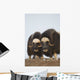 Muskox Bulls On Windswept Ridge During Winter On The Seward Peninsula Wall Mural
