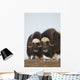 Muskox Bulls On Windswept Ridge During Winter On The Seward Peninsula Wall Mural