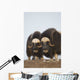 Muskox Bulls On Windswept Ridge During Winter On The Seward Peninsula Wall Mural
