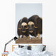 Muskox Bulls On Windswept Ridge During Winter On The Seward Peninsula Wall Mural