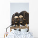 Muskox Bulls On Windswept Ridge During Winter On The Seward Peninsula Wall Mural