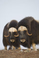 Muskox Bulls On Windswept Ridge During Winter On The Seward Peninsula Wall Mural