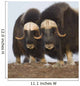 Muskox Bulls On Windswept Ridge During Winter On The Seward Peninsula Wall Mural