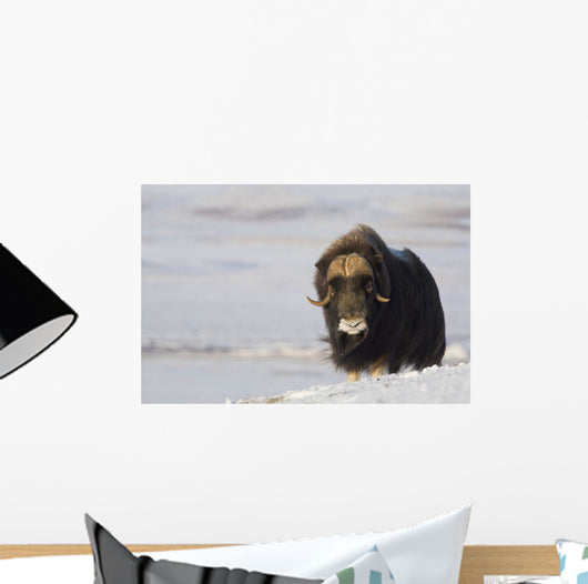 Muskox Bull Standing Wall Mural