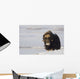 Muskox Bull Standing Wall Mural