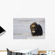 Muskox Bull Standing Wall Mural