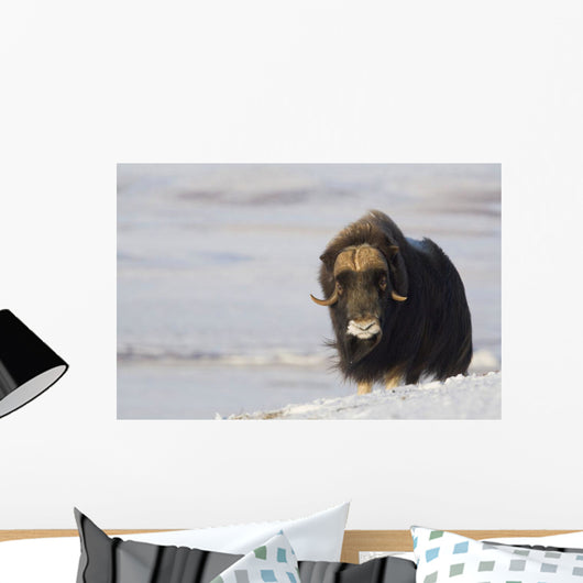 Muskox Bull Standing Wall Mural