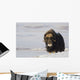 Muskox Bull Standing Wall Mural