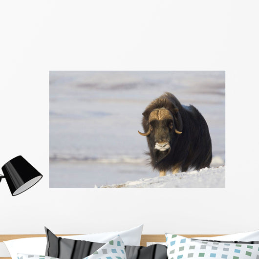 Muskox Bull Standing Wall Mural