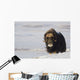 Muskox Bull Standing Wall Mural