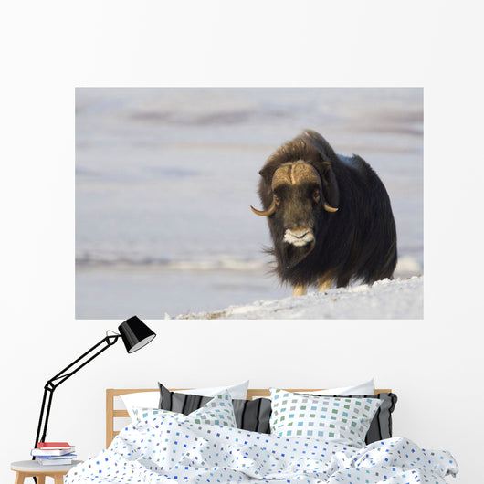 Muskox Bull Standing Wall Mural