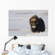 Muskox Bull Standing Wall Mural