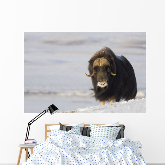 Muskox Bull Standing Wall Mural