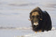 Muskox Bull Standing Wall Mural