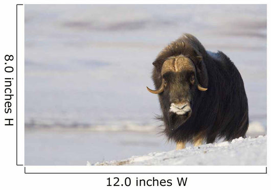 Muskox Bull Standing Wall Mural